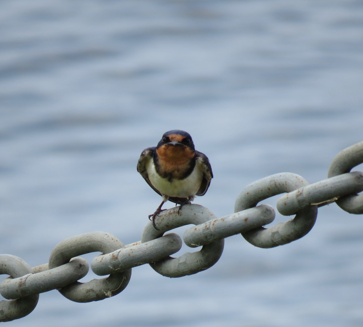 Barn Swallow - Mike Major