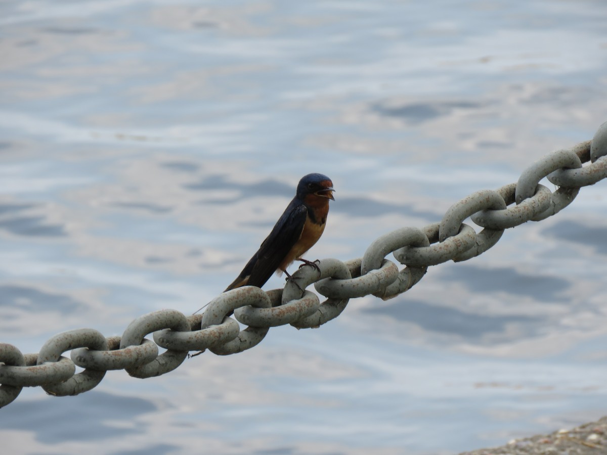 Barn Swallow - Mike Major