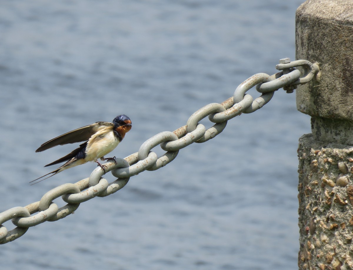 Barn Swallow - Mike Major