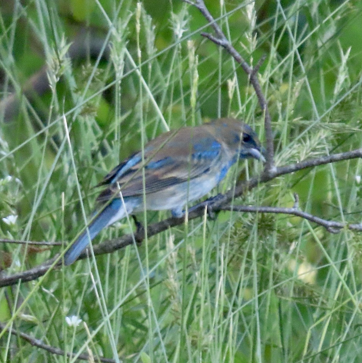 Indigo Bunting - Kathleen Toomey