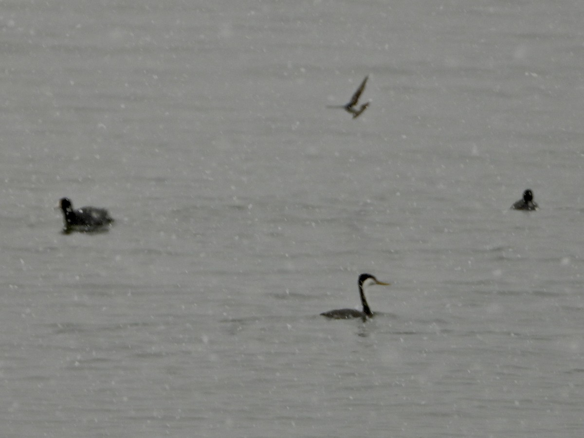 Western Grebe - Katie Conlin