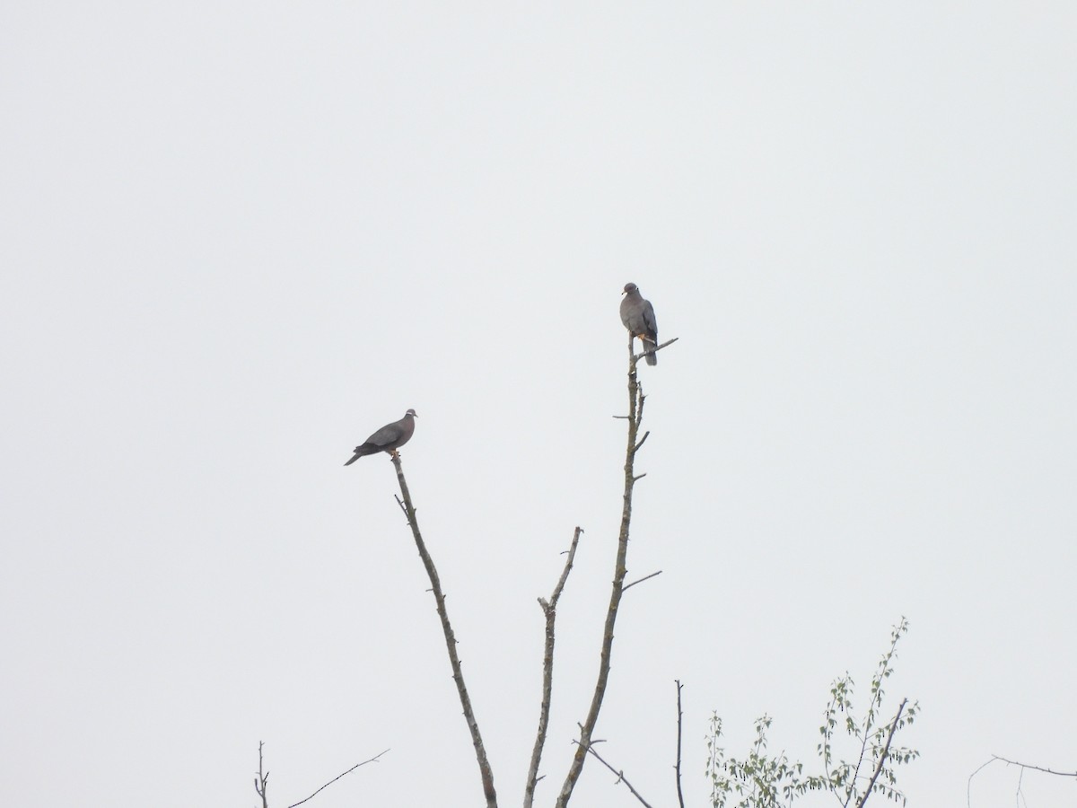 Band-tailed Pigeon - Enrico Konig