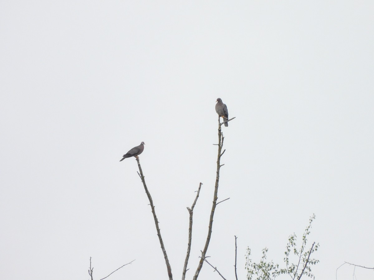 Band-tailed Pigeon - ML619542373