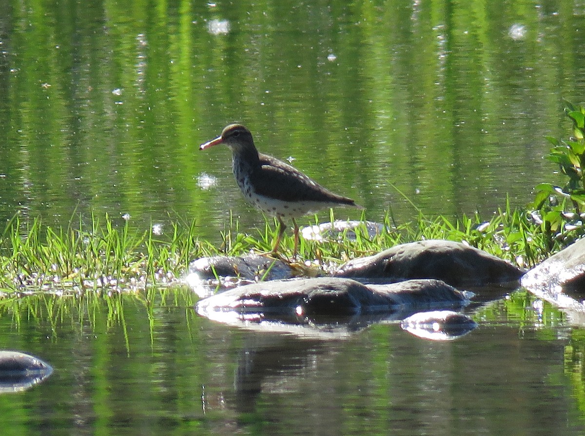 Spotted Sandpiper - Cynthia Lamb