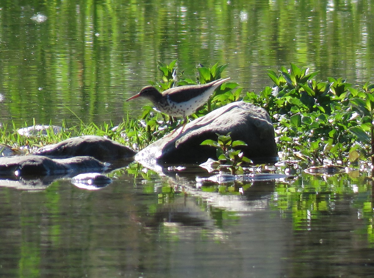 Spotted Sandpiper - Cynthia Lamb