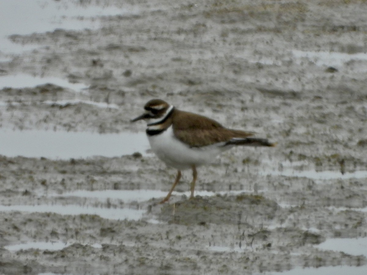 Killdeer - Katie Conlin