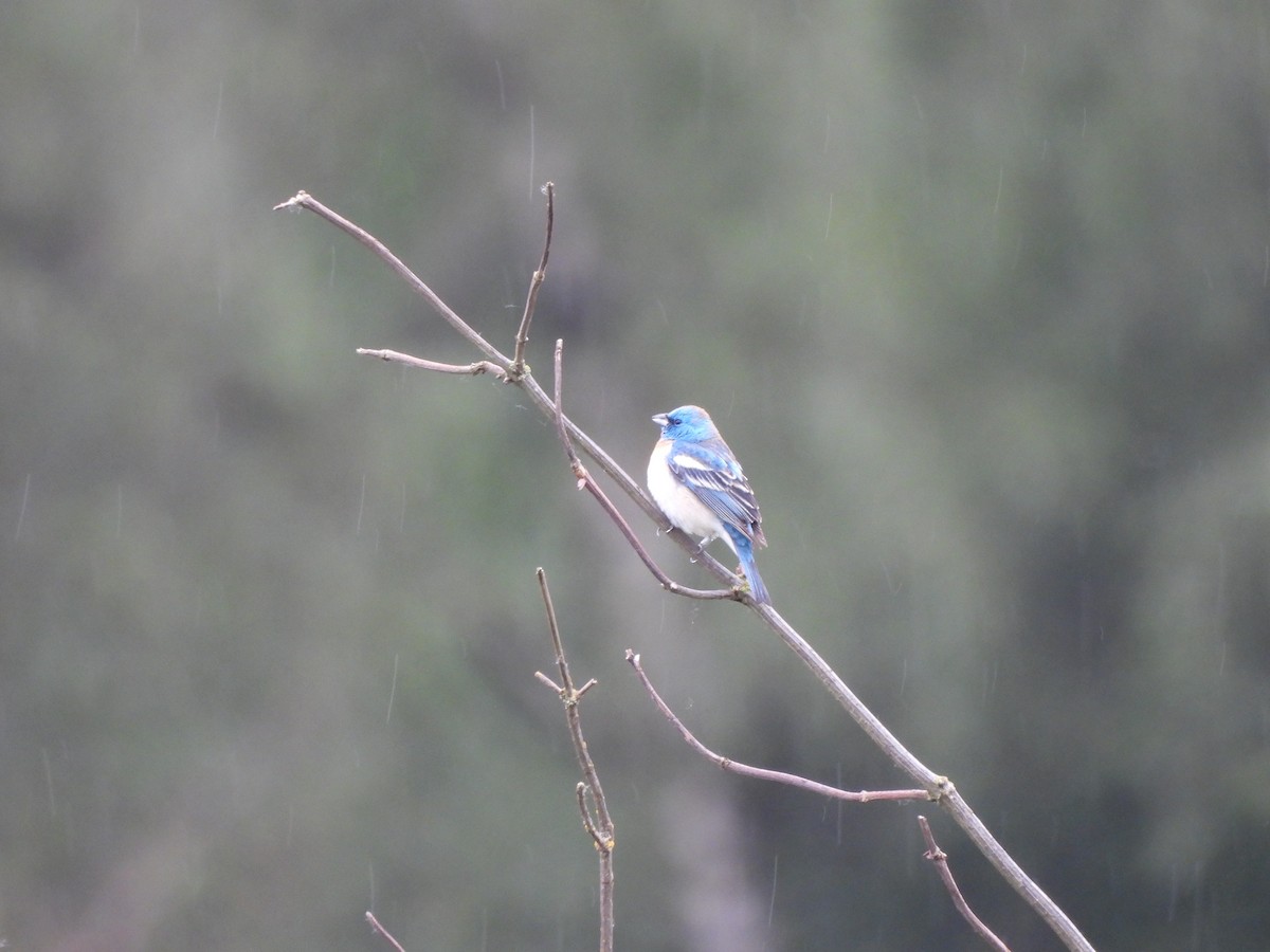 Lazuli Bunting - Enrico Konig