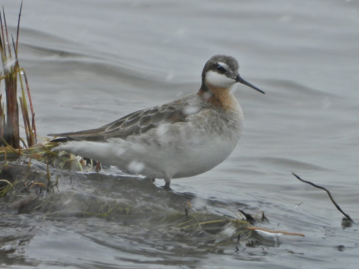 Wilson's Phalarope - Katie Conlin