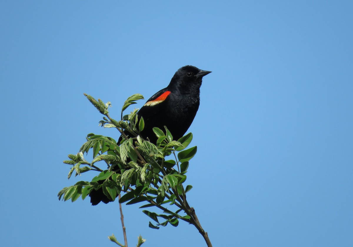 Red-winged Blackbird - ML619542390