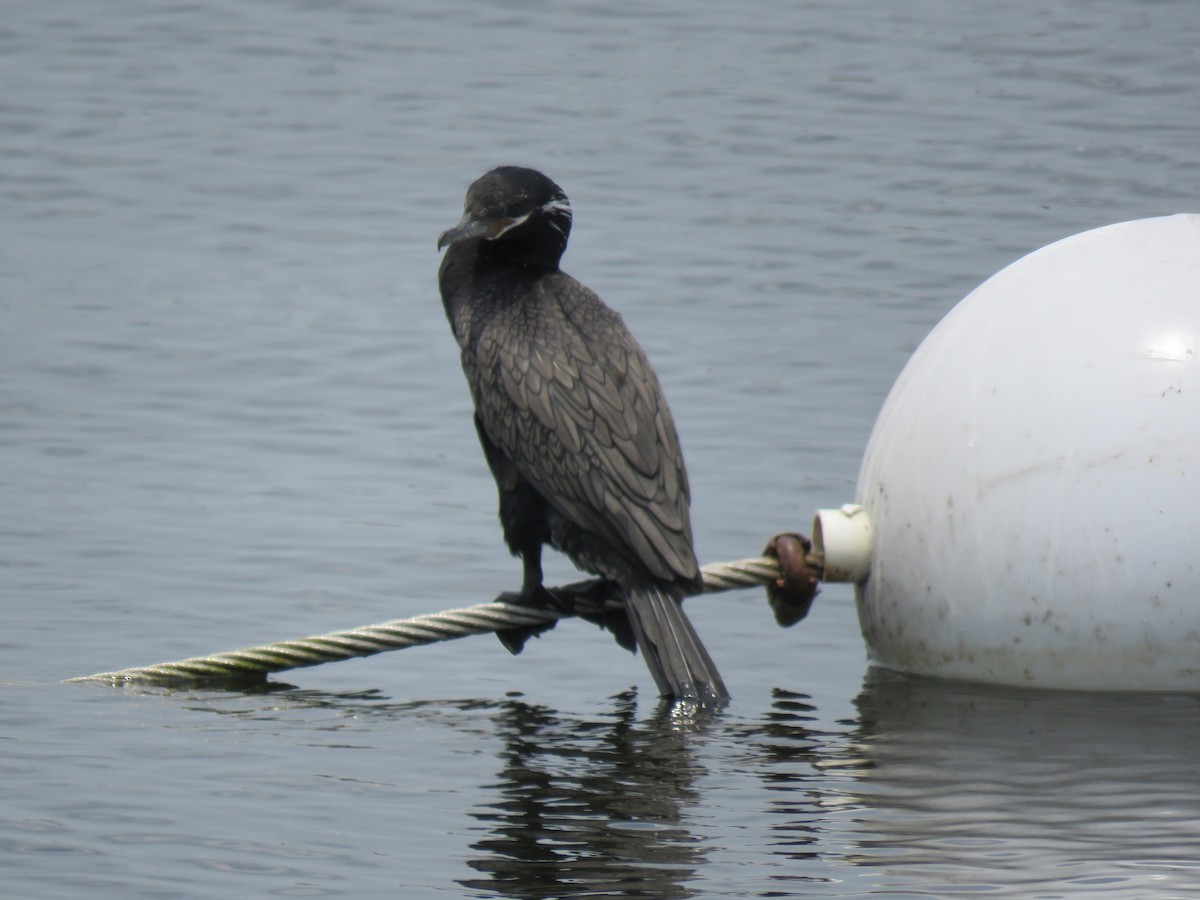 Neotropic Cormorant - Mike Major