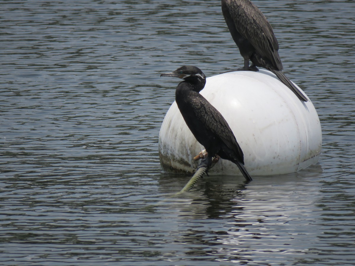 Neotropic Cormorant - Mike Major