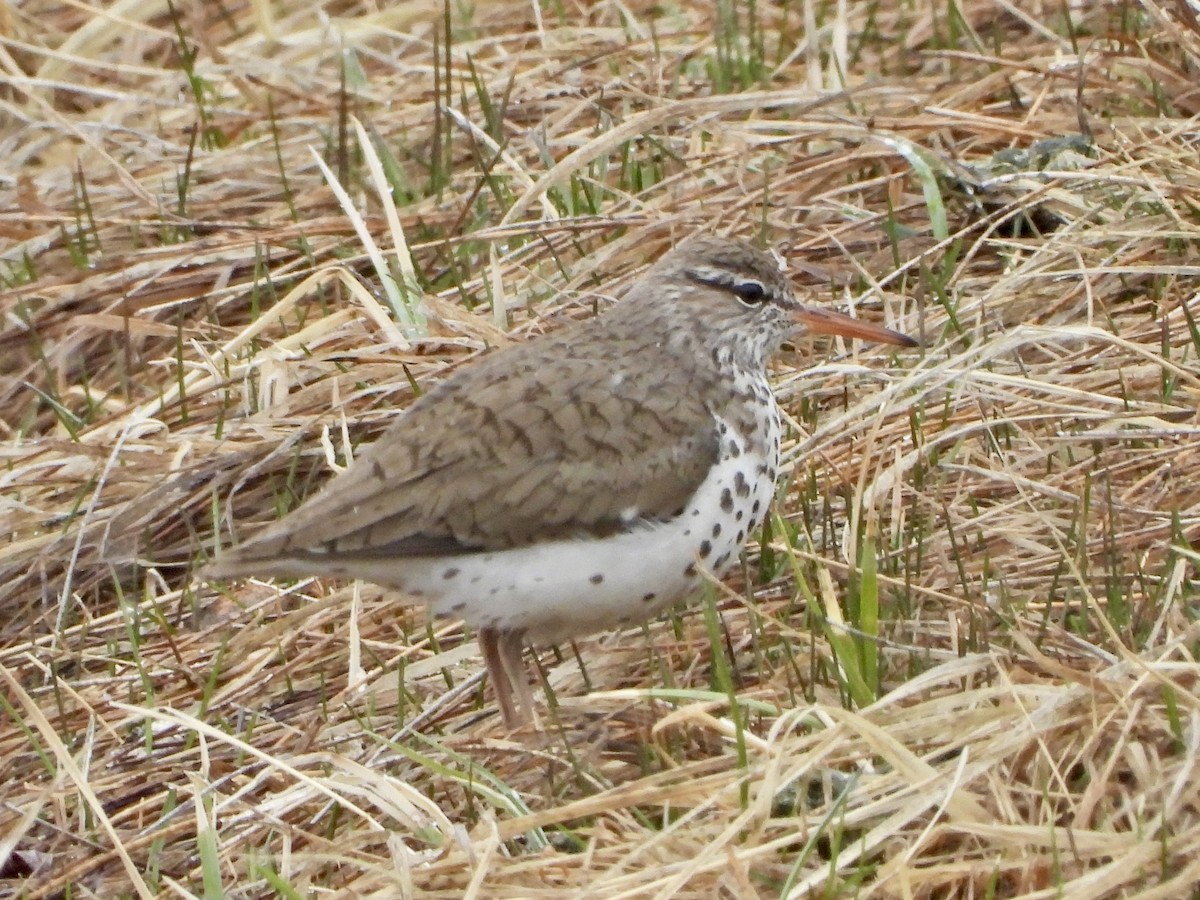 Spotted Sandpiper - Katie Conlin