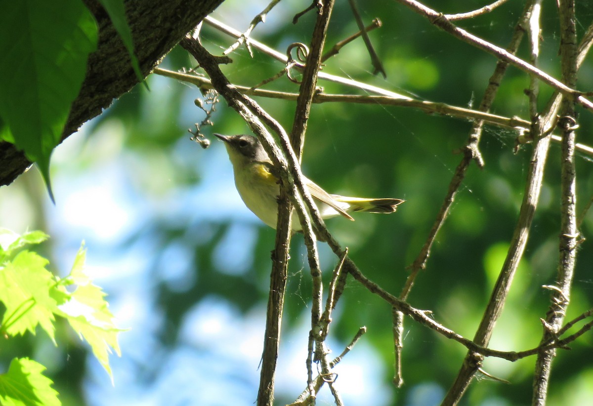 American Redstart - Cynthia Lamb