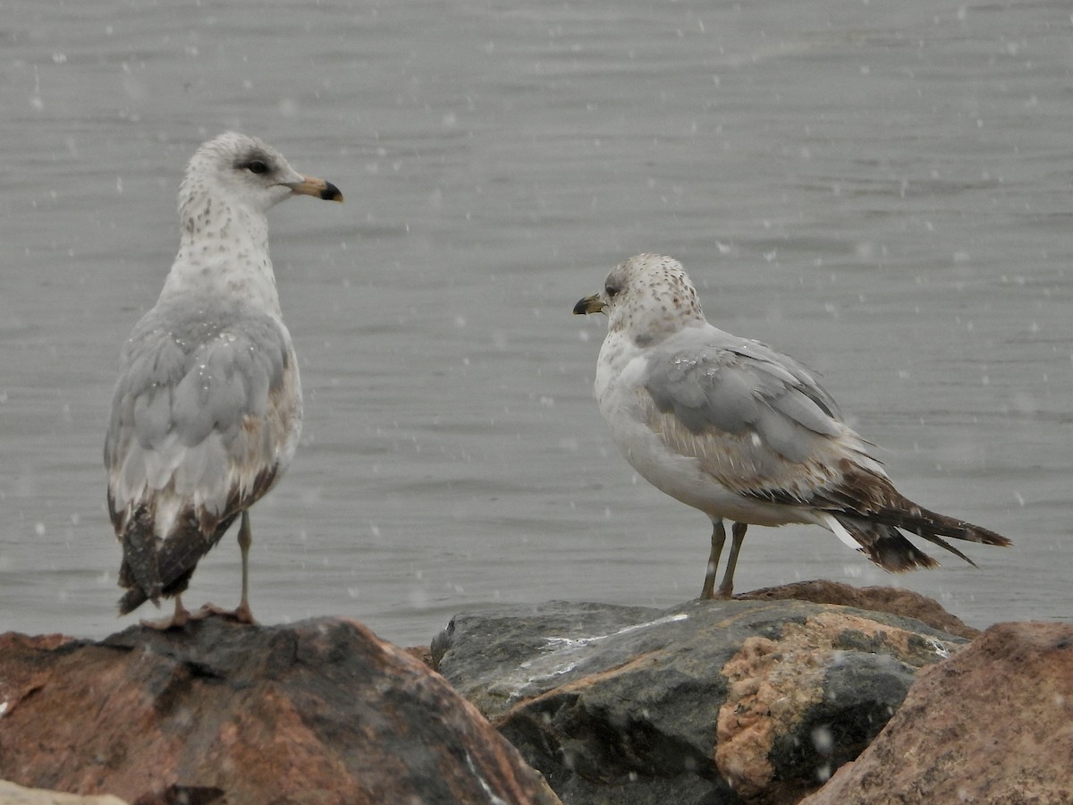 Ring-billed Gull - Katie Conlin