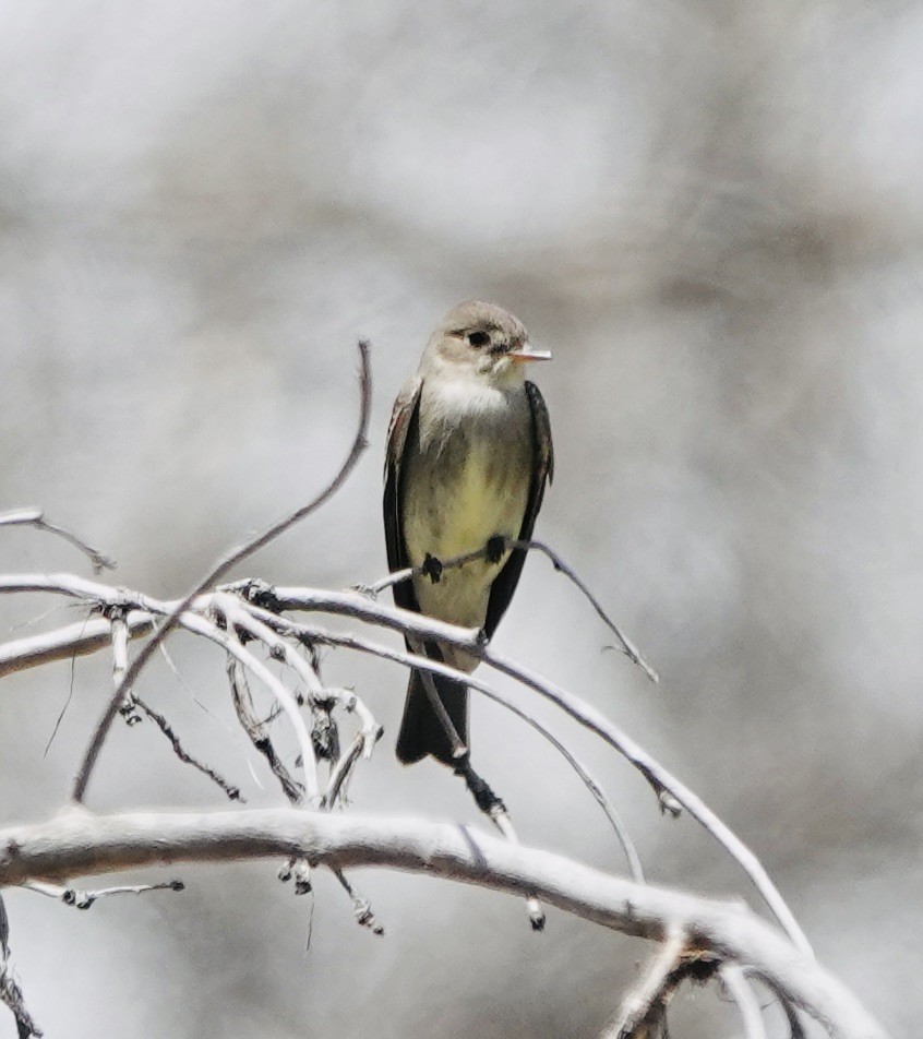 Western Wood-Pewee - Patricia Cullen