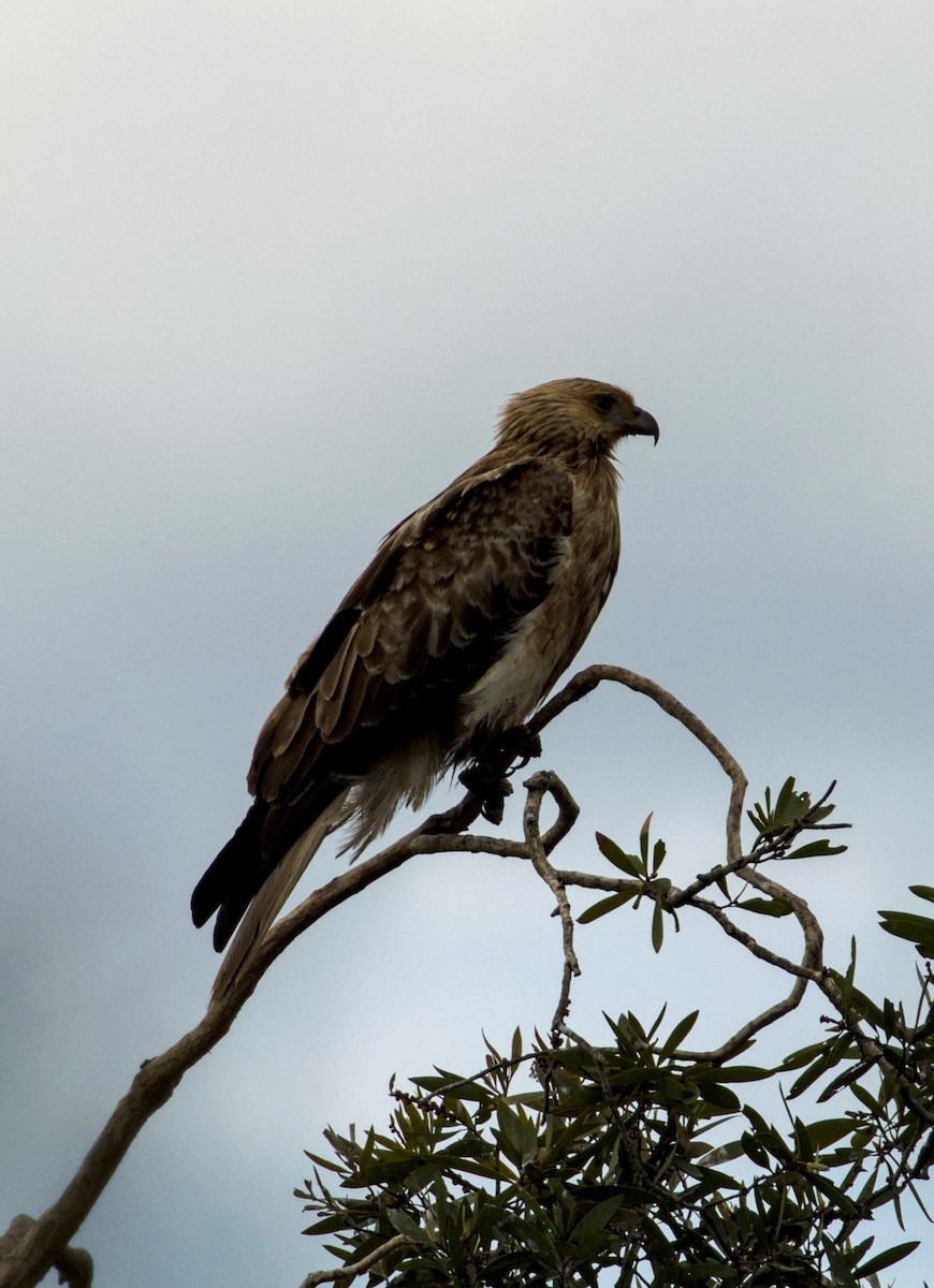 Whistling Kite - Richard Symmonds