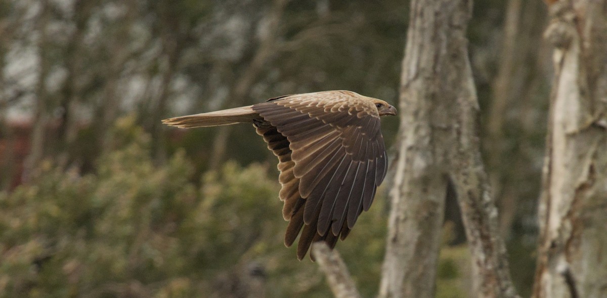 Whistling Kite - Richard Symmonds