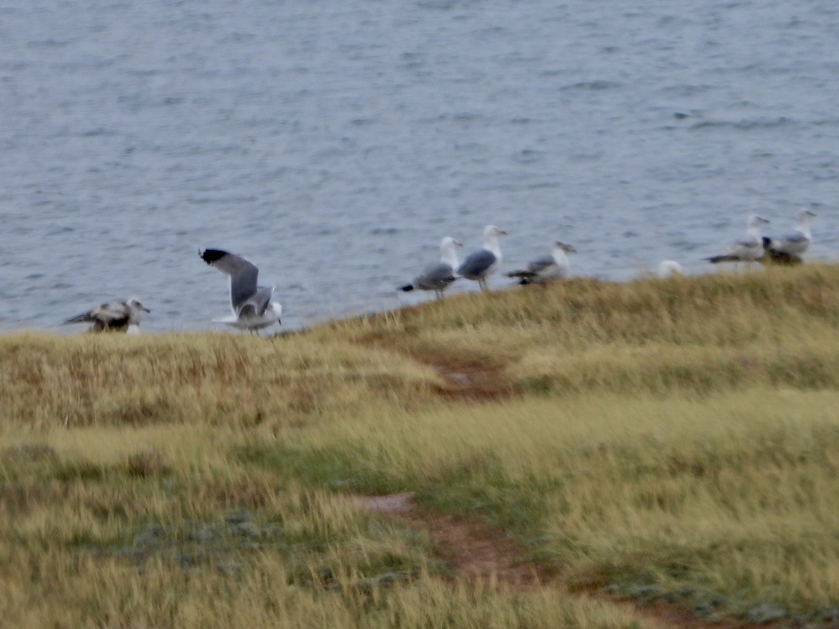 California Gull - Katie Conlin