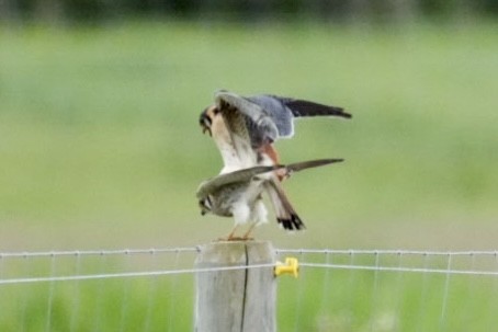 American Kestrel - patrick broom