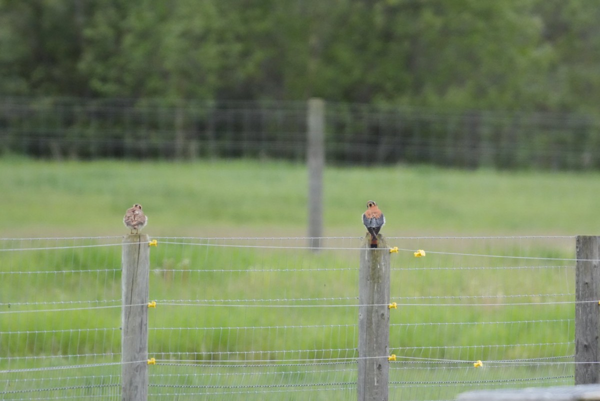 American Kestrel - patrick broom