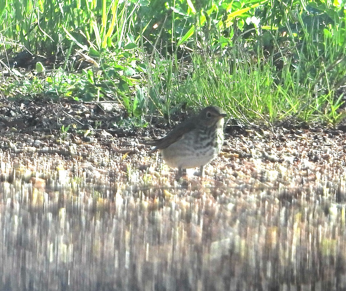 Swainson's Thrush - ML619542414