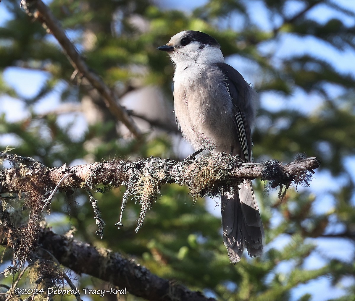 Canada Jay - Deborah Kral