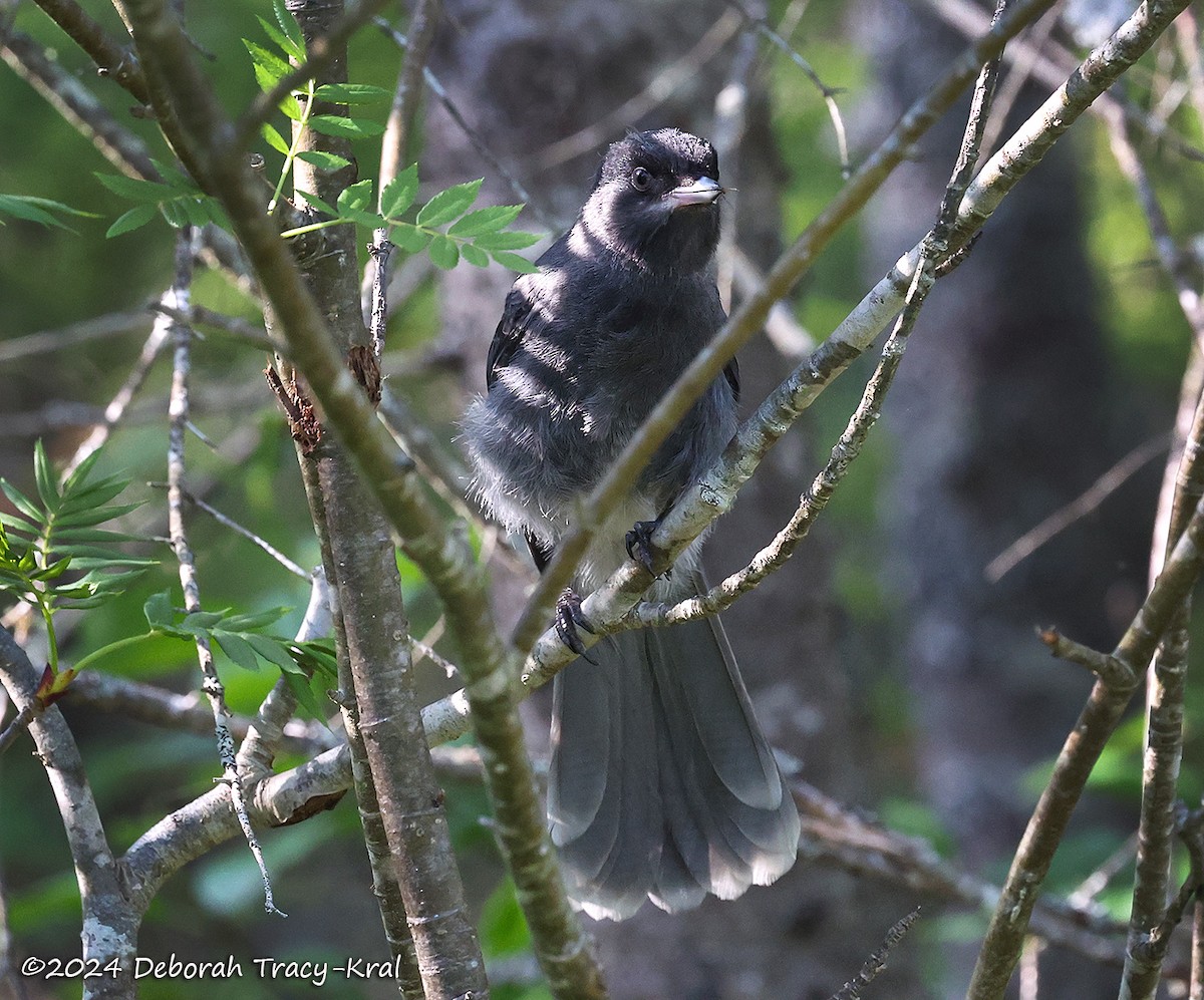 Canada Jay - Deborah Kral