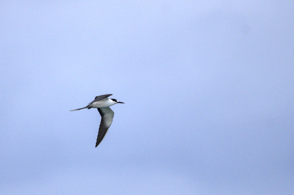 Sooty Tern - Mattéo Antoine