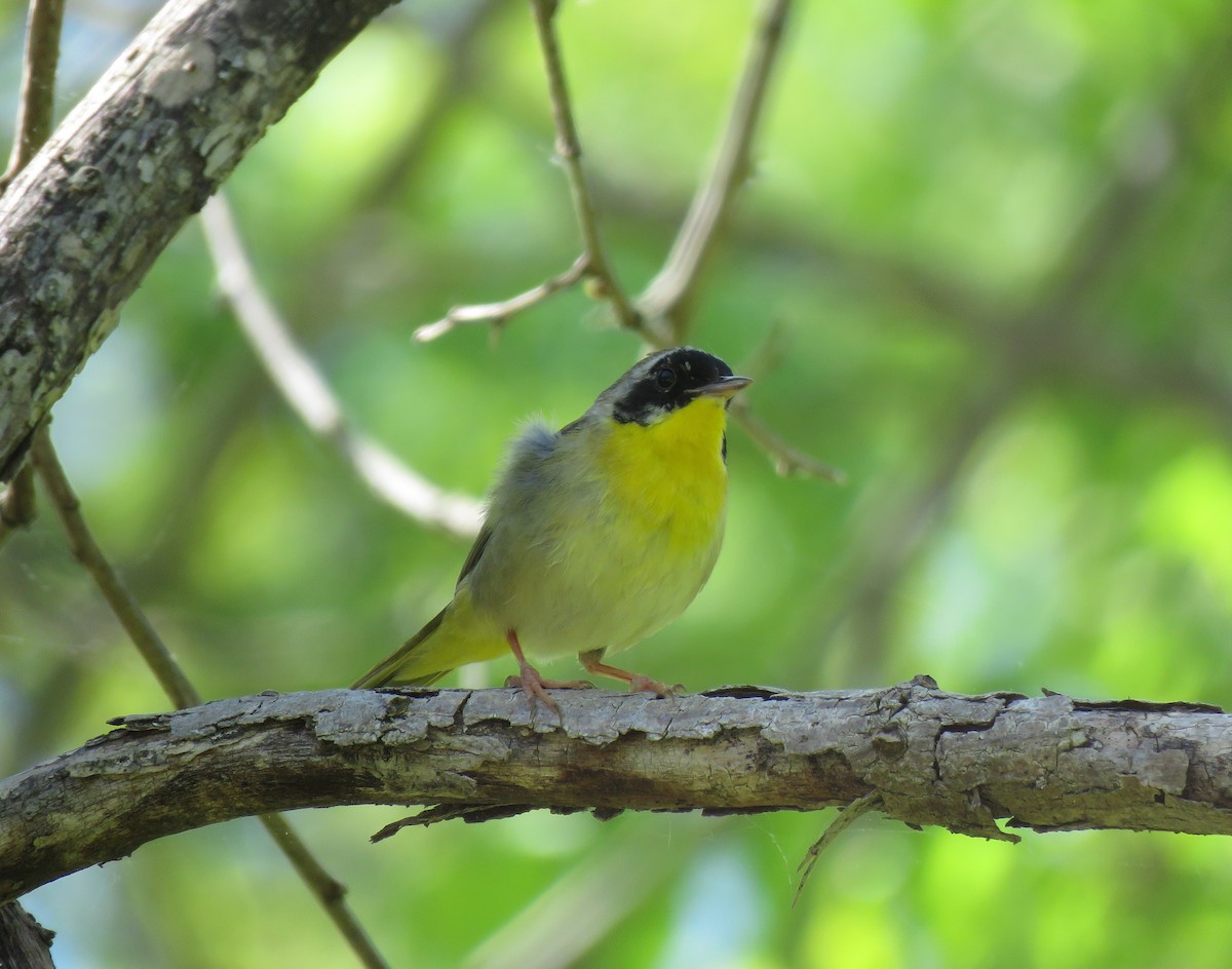 Common Yellowthroat - Cynthia Lamb