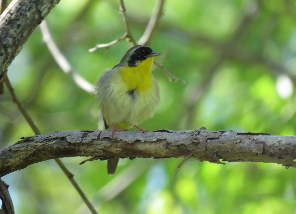 Common Yellowthroat - ML619542421