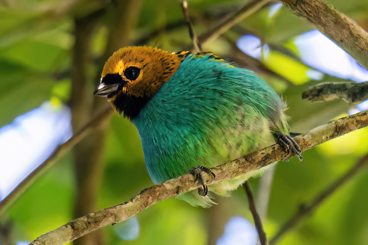 Gilt-edged Tanager - Kurt Gaskill