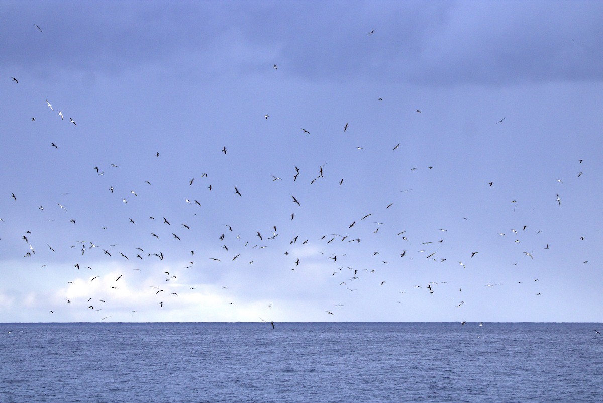 Sooty Tern - Mattéo Antoine