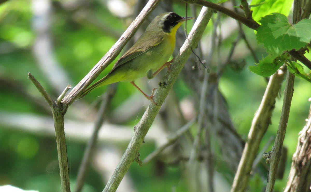 Common Yellowthroat - ML619542427