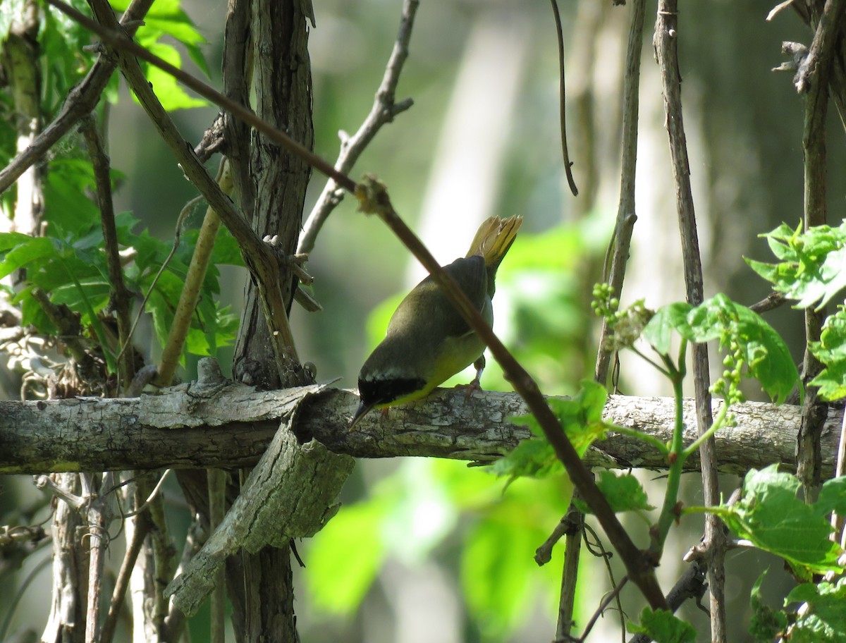 Common Yellowthroat - Cynthia Lamb