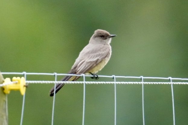 Say's Phoebe - patrick broom