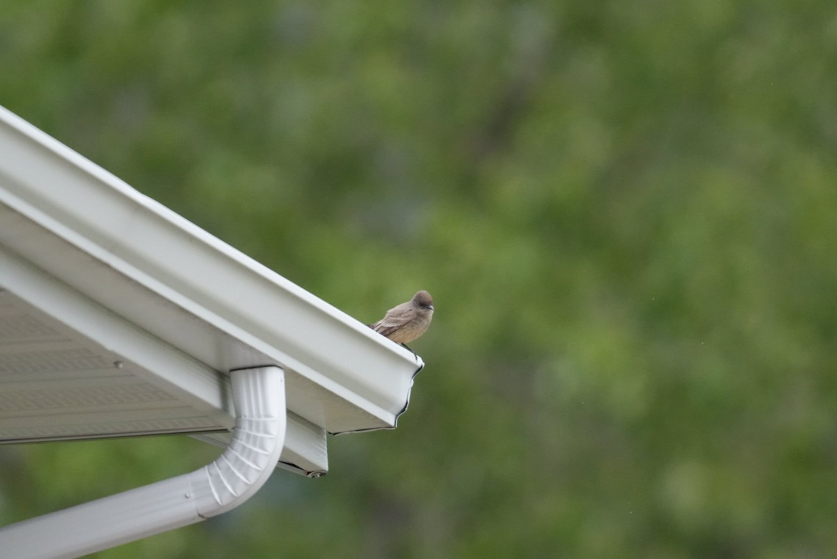 Say's Phoebe - patrick broom