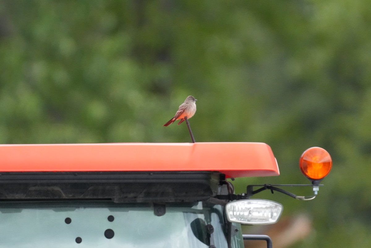 Say's Phoebe - patrick broom