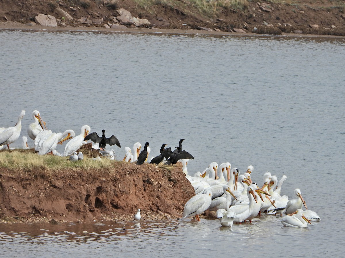 American White Pelican - Katie Conlin