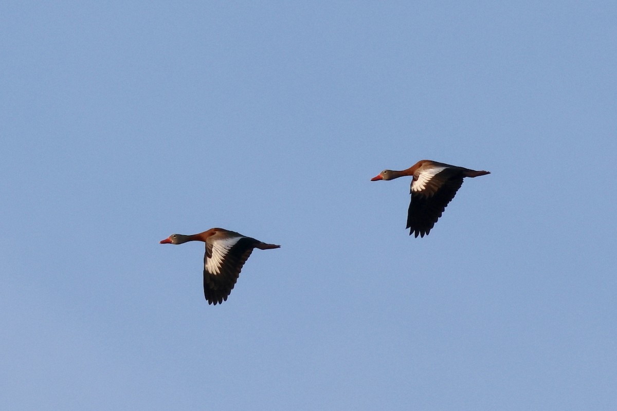 Black-bellied Whistling-Duck - Milton Collins