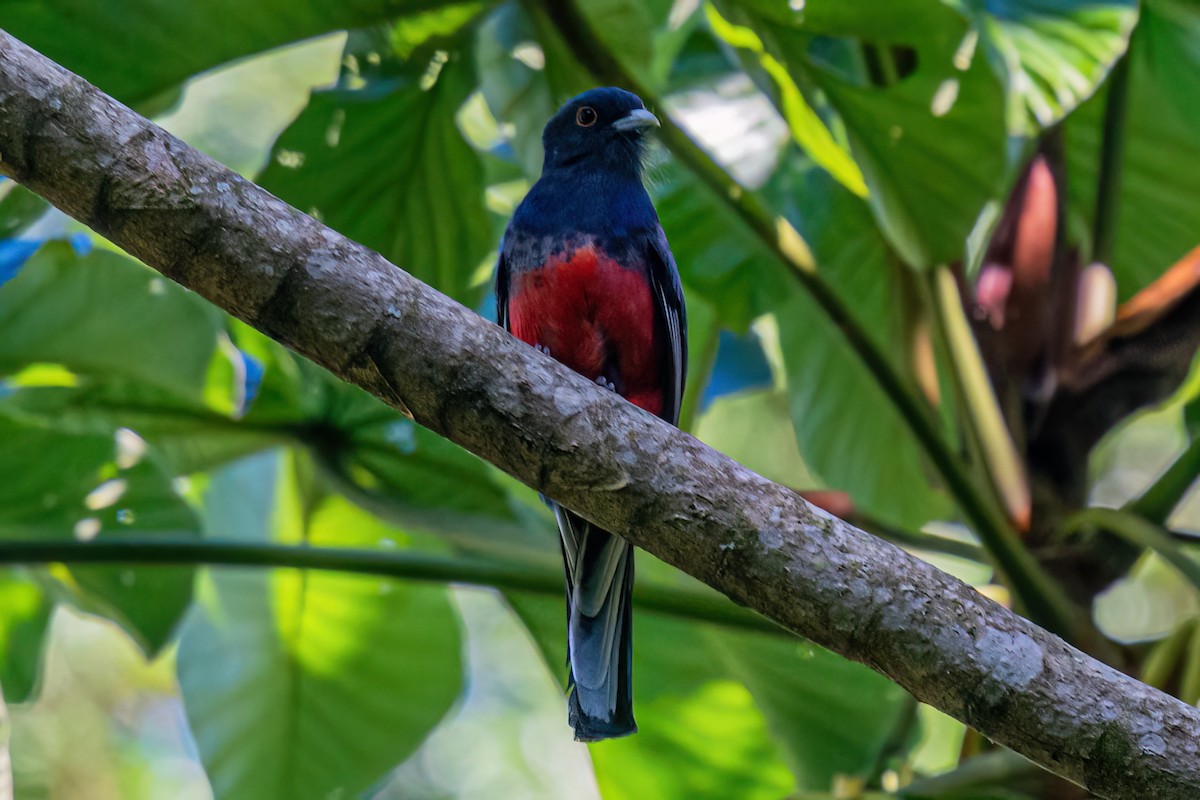 Surucua Trogon - Kurt Gaskill