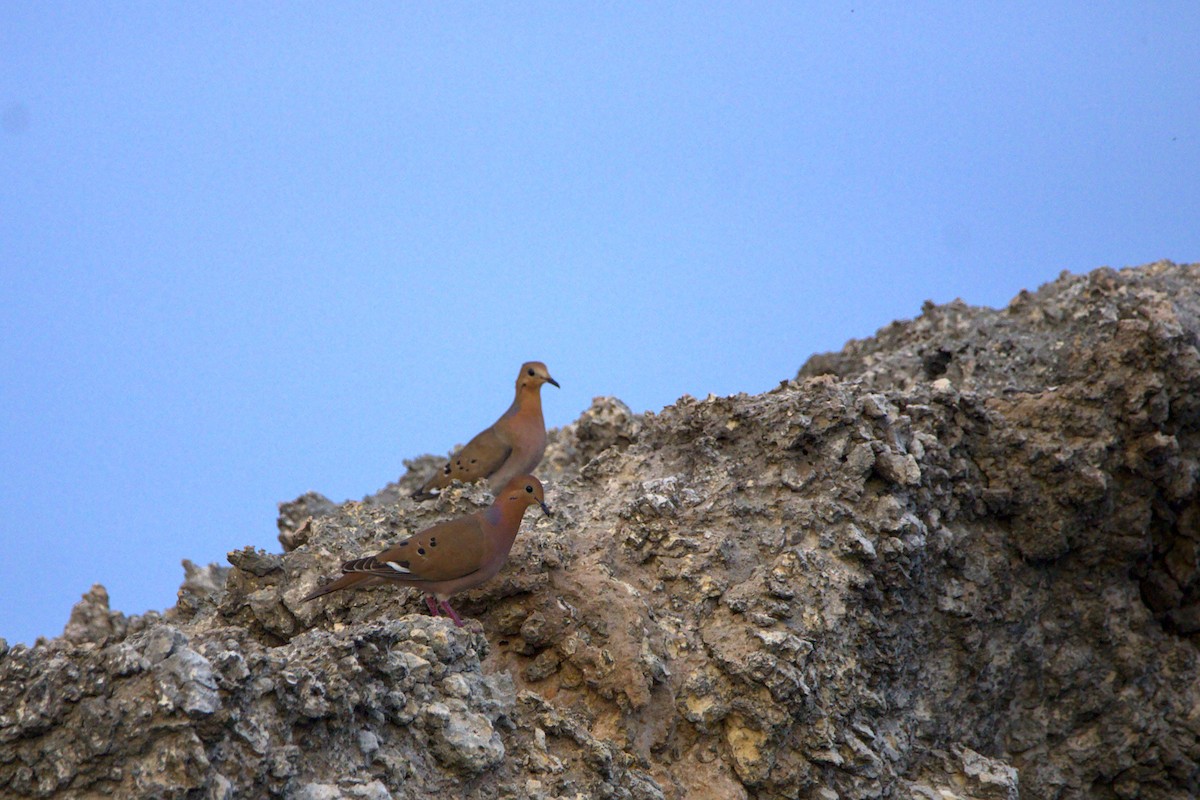 Zenaida Dove - Mattéo Antoine