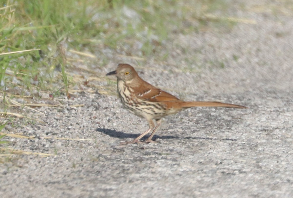 Brown Thrasher - ML619542444