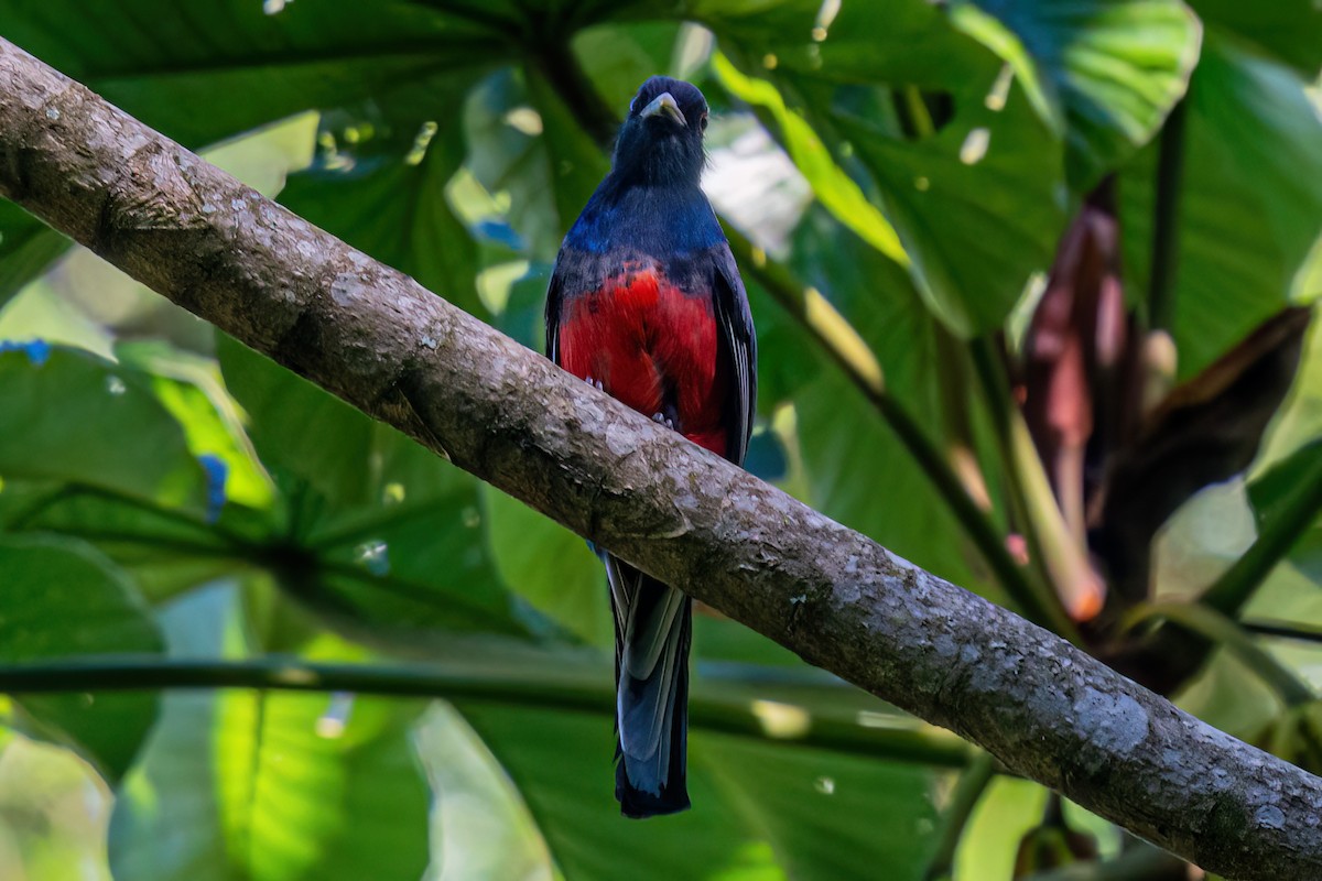 Surucua Trogon - ML619542445