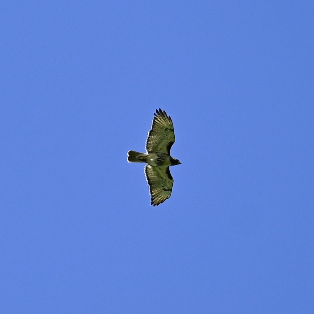 Red-tailed Hawk - Frankie Warrell