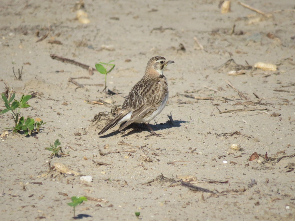 Horned Lark - Eric Cormier