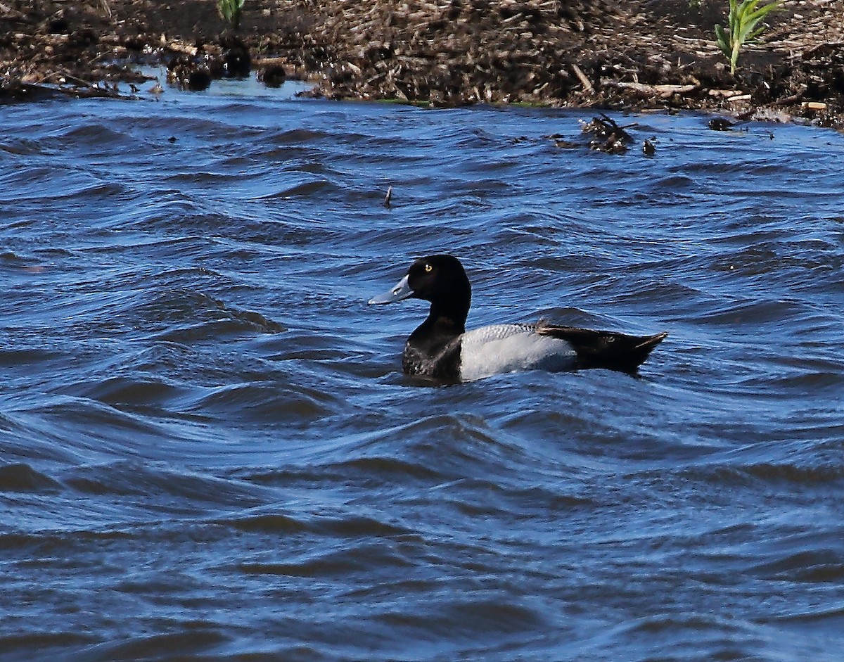 Lesser Scaup - Wolfgang Oesterreich