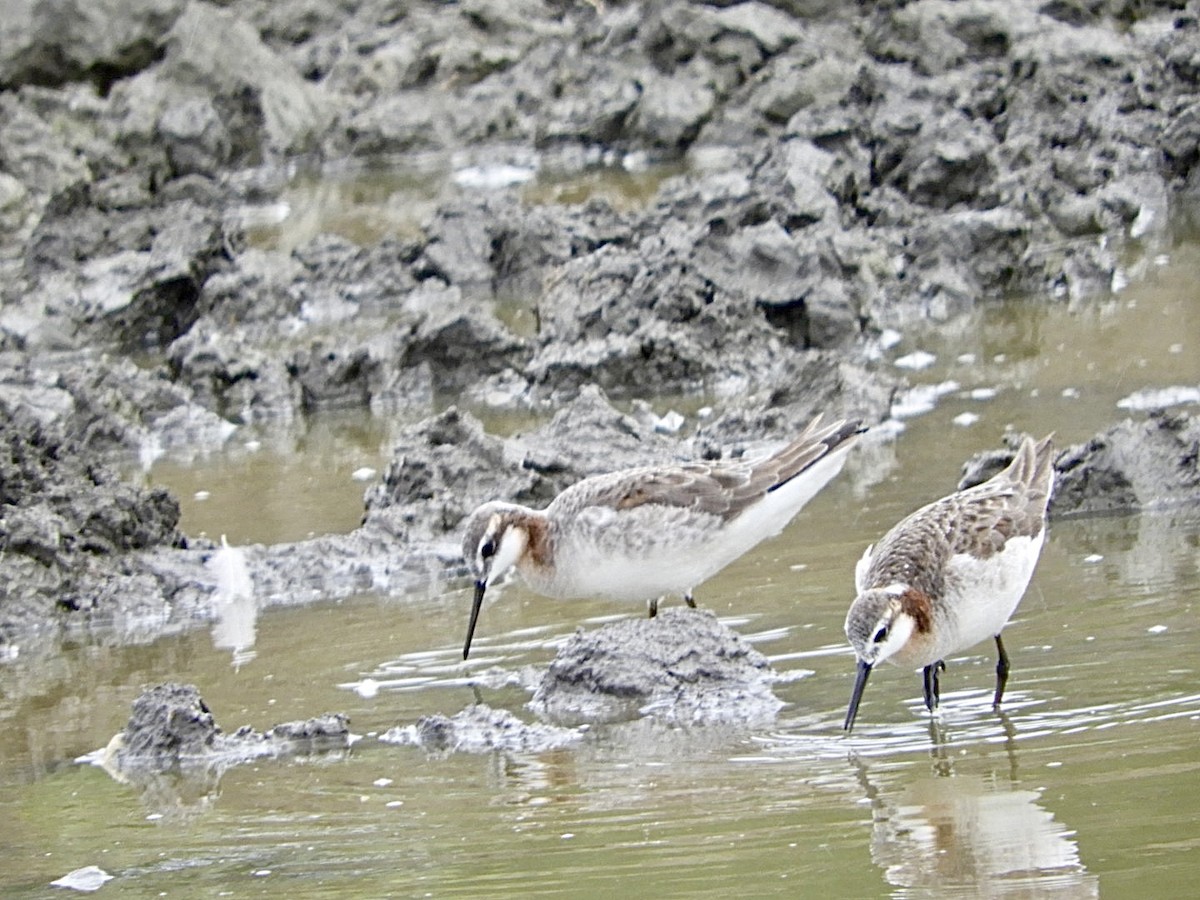 Wilson's Phalarope - Huw Williams