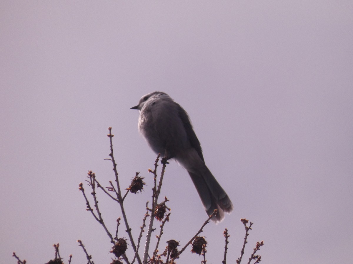 Canada Jay - Wesley McGee