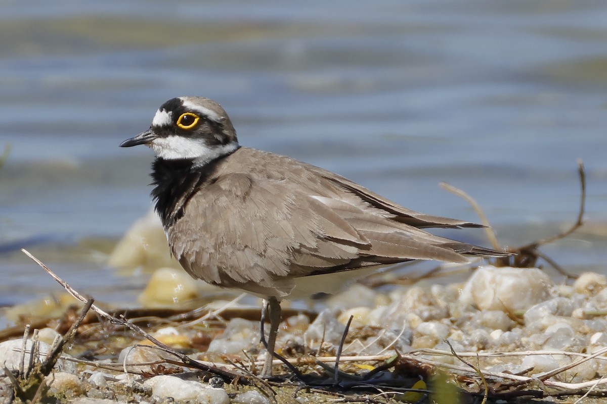 Little Ringed Plover - ML619542456