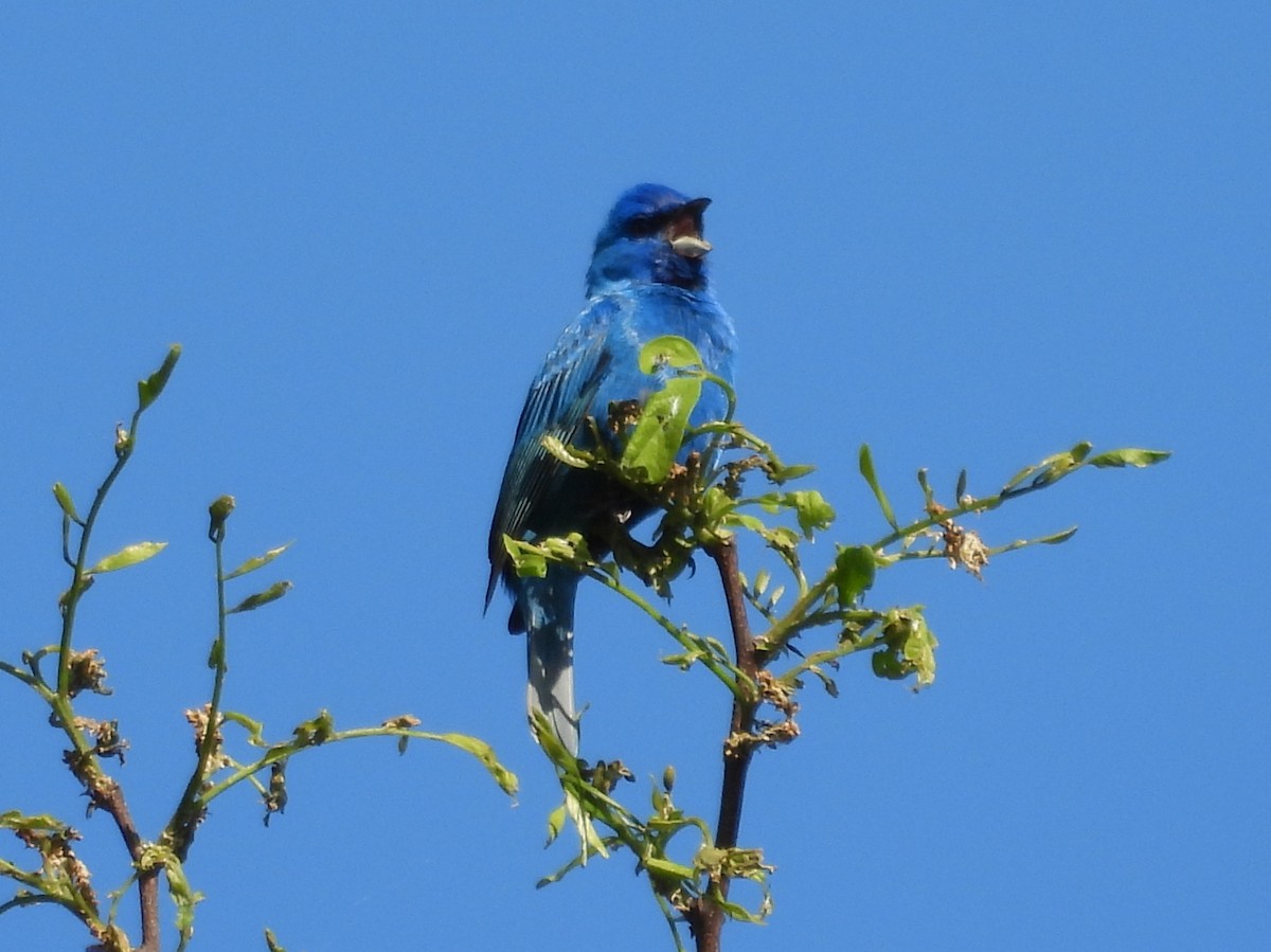 Indigo Bunting - Kevin Seymour